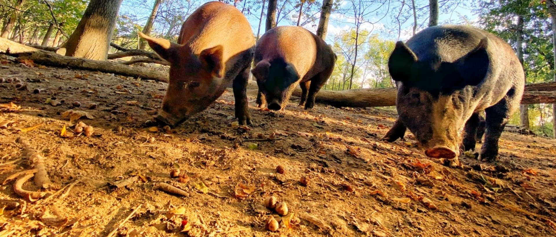 image of pigs