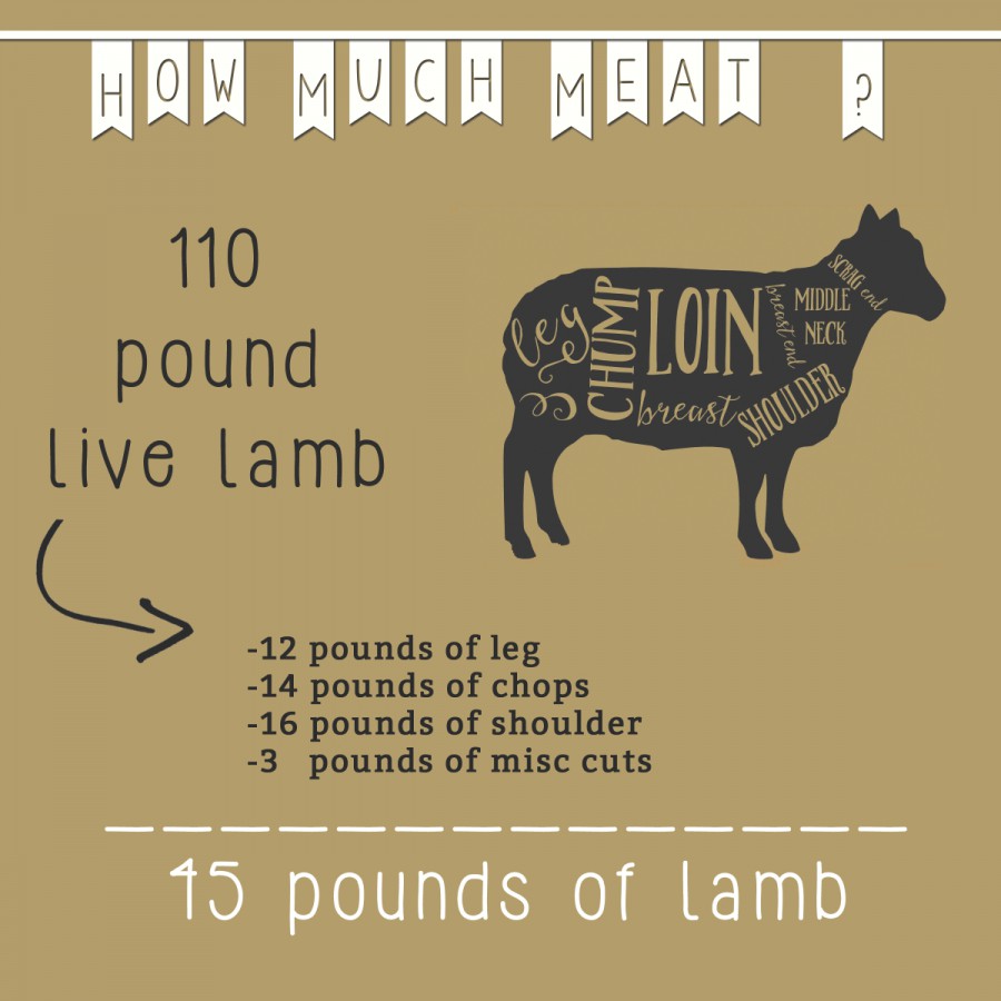 Lamb Dressout